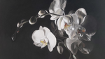 Orchidées en clair obscur 2