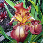 Iris barbu